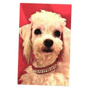 Vintage Poodle Princess Postcard Greetings From Middleport Ohio Nycechrome 1435